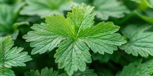 Close-up of fresh green leaves against a soft background.