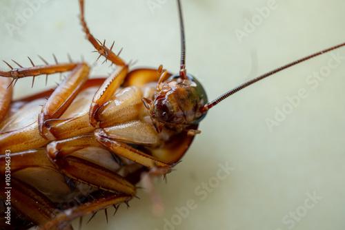 cockroach on the floor upside down