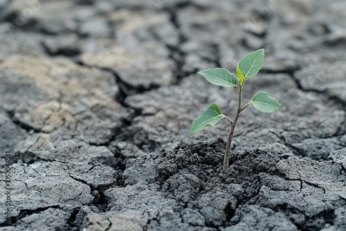 Green Sprout Emerging from Cracked Earth: A Symbol of Hope and Resilience