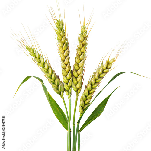 Green wheat ears isolated on white or transparent background