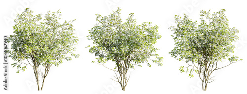Amelanchier tree on transparent background.3d rendering