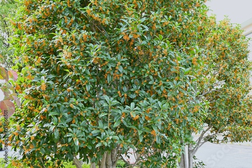 Fragrant orange colored olive (Osmanthus fragrans) flowers. Oleaceae Dioecious evergreen tree. One of the three major fragrant trees in Japan, it blooms in orange color in autumn.