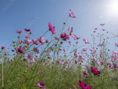 風に揺れるコスモスの花 photo