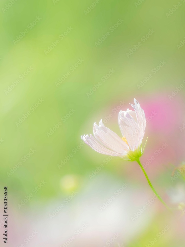 Obraz premium 秋の公園や花壇を彩るコスモスのある風景。背景。自然風景素材。