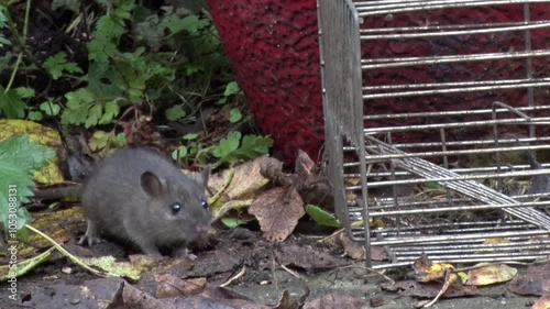 A Brown or Norway Rat,Rattus norvegicus, cautiously approaching a baited livetrap. Autumn. UK