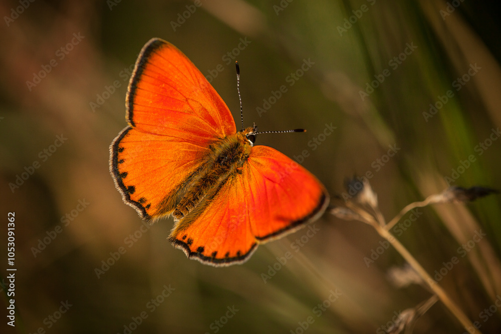 scarce copper (Lycaena virgaureae), a butterfly of the family Lycaenidae (copper or gossamer-winged butterflies), beautiful red buttefly, isolated, blurry, background scarce copper (Lycaena virgaureae), a butterfly of the family Lycaenidae (copper or gossamer-winged butterflies), beautiful red buttefly, isolated, blurry, background