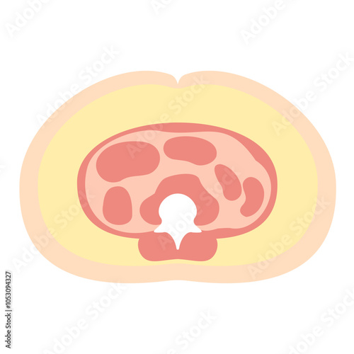 皮下脂肪の多い腹部の断面図