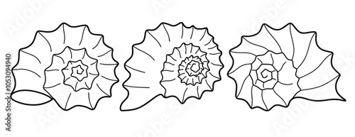 Hand drawn snail shell Outline black. doodle  sea shells set with doodle style.