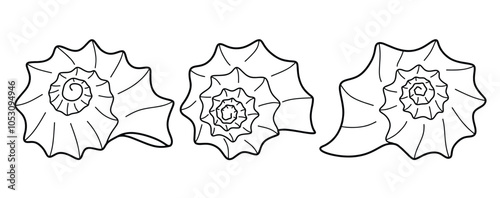 Hand drawn snail shell Outline black. doodle  sea shells set with doodle style.