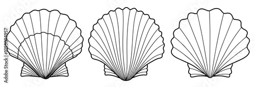 Hand drawn scallop outline black. doodle  sea shells set with doodle style.