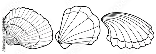 Hand drawn scallop and clam outline black. doodle sea shells set with doodle style.
