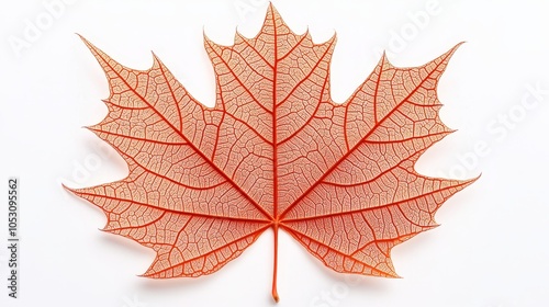 Red-orange maple leaf illustration, bold autumn tones, detailed veins and natural imperfections, clean and isolated on white, vibrant and striking photo