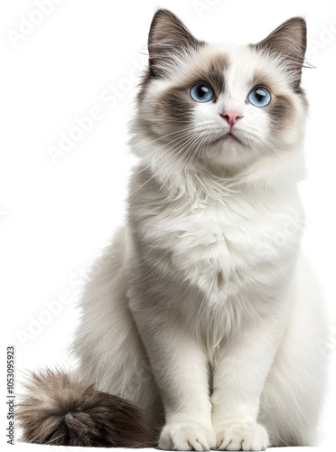 White cat with blue eyes