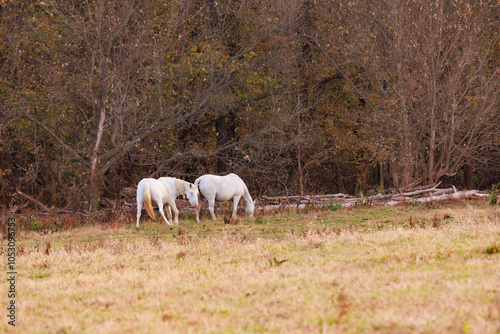 Wild horses at dawn, Shawnee Creek campground, near Emminence, Missouri photo