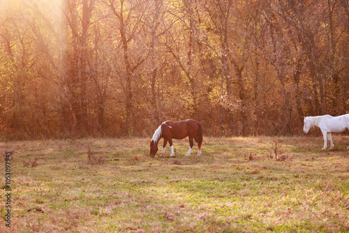 Wild horses at dawn, Shawnee Creek campground, near Emminence, Missouri photo