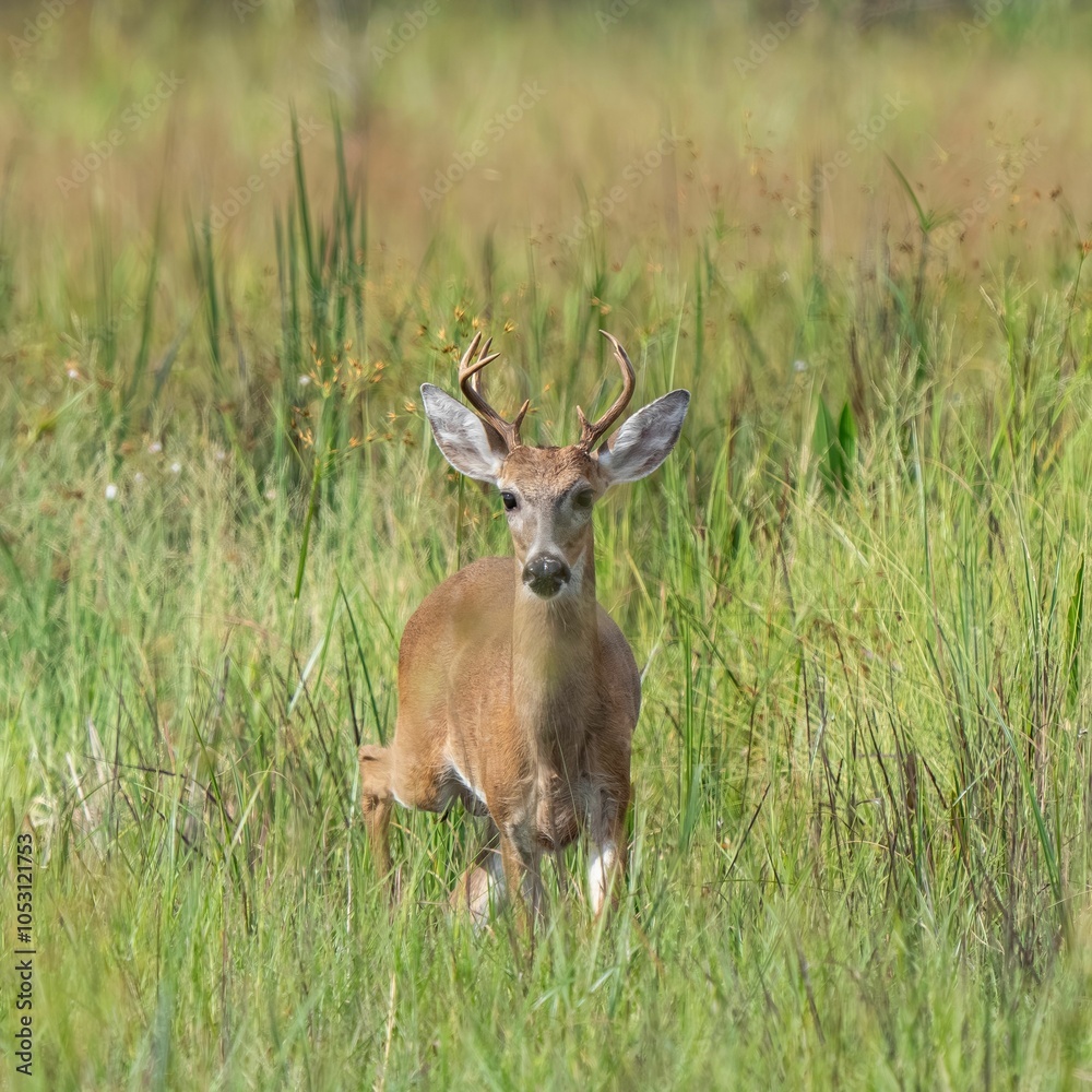 Fototapeta premium Deer standing in the middle of green grass