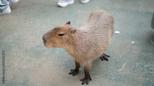 Close-up of a Capybara in a Hokkaido Zoo, Japan