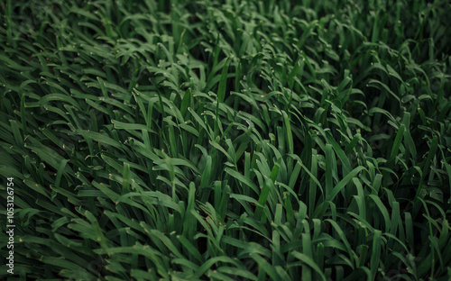 a dense, deep green summer grass pattern, rich and lush