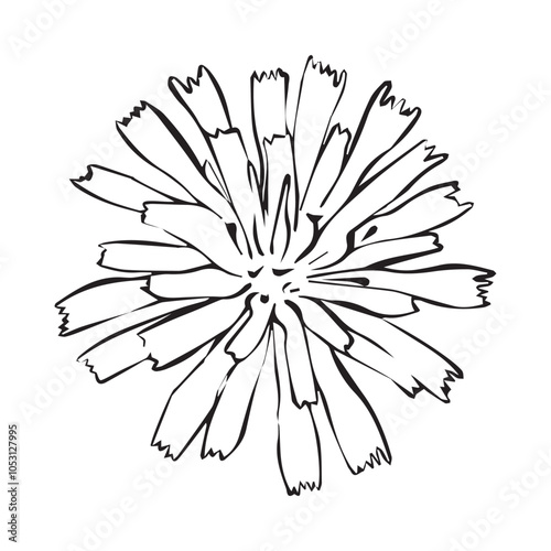 Chicory flower in linear style. Vector hand drawn illustration.