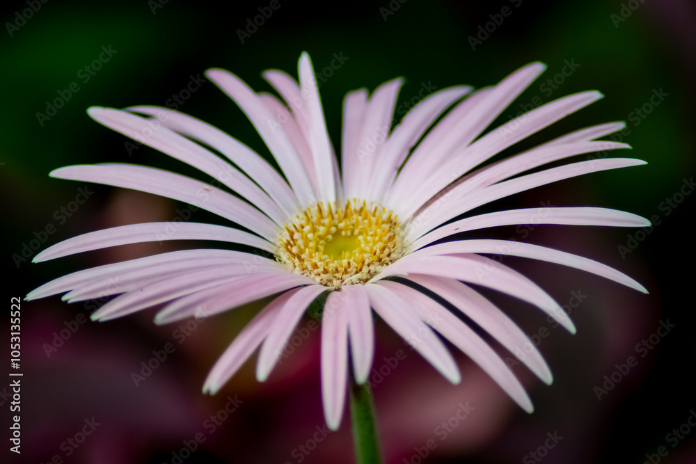 Obraz premium pink daisy flower