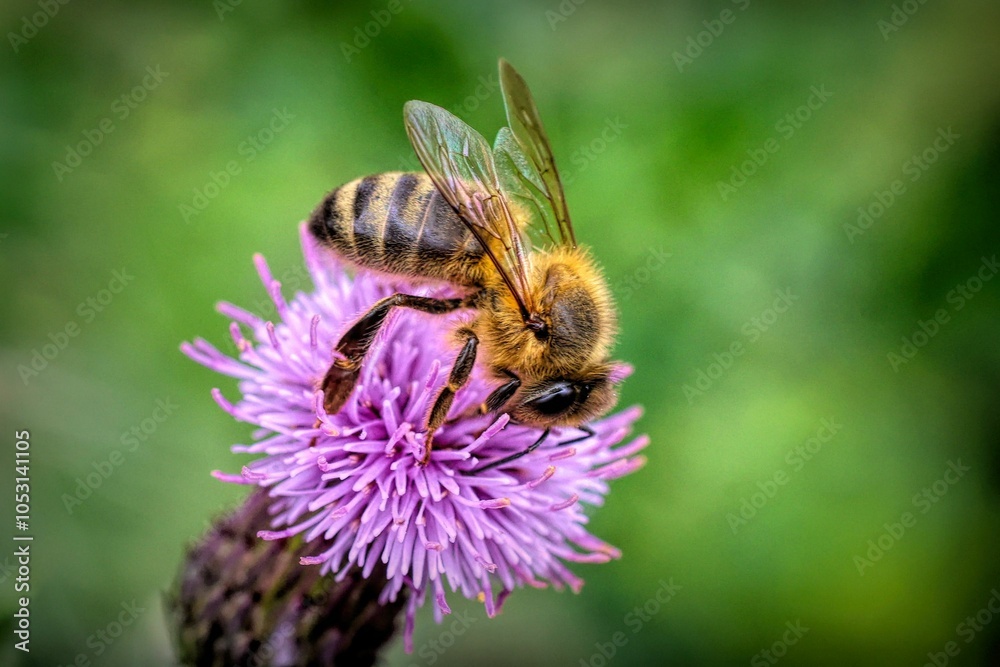 Macro shot of a bee pollinating a purple flower and collecting nectar Macro shot of a bee pollinating a purple flower and collecting nectar