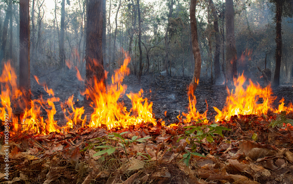 Slash and burn agriculture is a farming method that involves the cutting and burning of plants in a forest. Slash and burn agriculture is a farming method that involves the cutting and burning of plants in a forest.