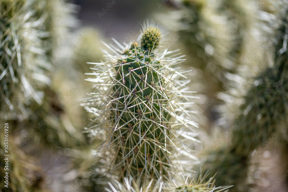 A flowering cactus in Organ Pipe Cactus NM, Arizona A flowering cactus in Organ Pipe Cactus NM, Arizona