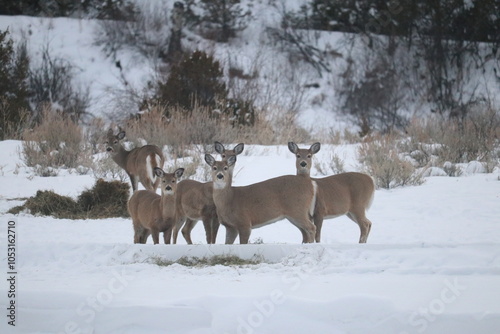 Herd of Deer in the Snow photo