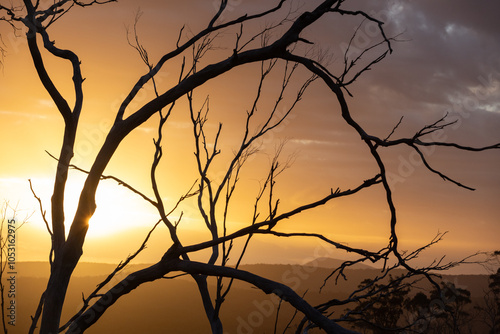 Silhouette of tree branches against golden sunset in Australian bush photo