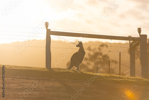 A kangaroo silhouetted by the golden sunset, standing near a fence photo