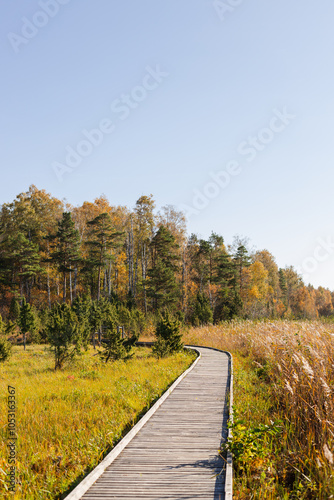 Broadwalk turning into the autumn woods photo