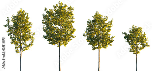 Fototapeta Naklejka Na Ścianę i Meble -  Sycamore platanus maple street trees in golden hour sunset lighting isolated png on a transparent background premium cutout