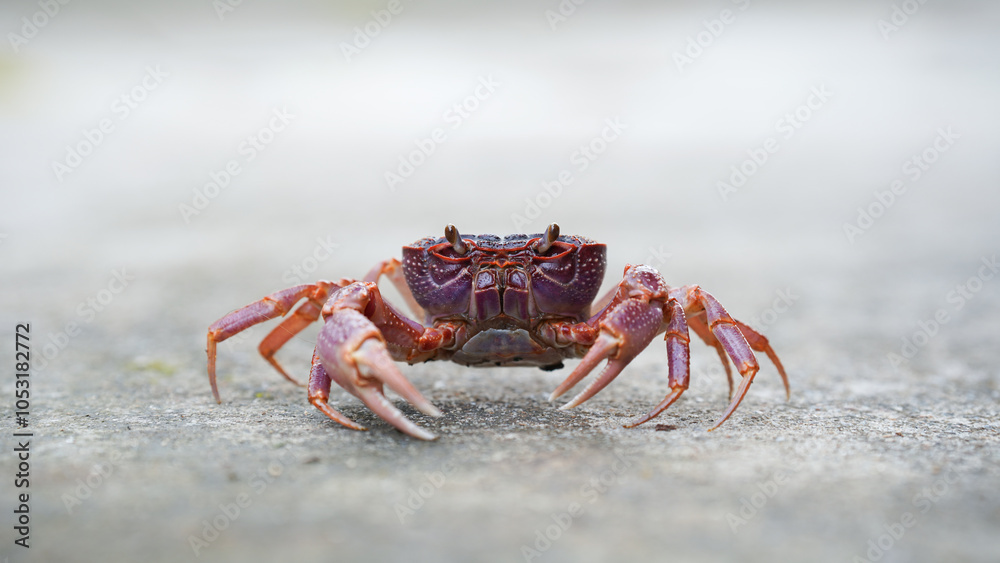 close up view of crab showcasing its vibrant colors and details close up view of crab showcasing its vibrant colors and details