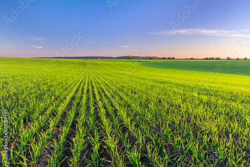 Green field with rows of young sprouts of winter wheat