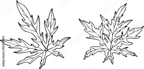 Vector single deeply lobed papaya leaves with jagged edges vector isolated illustration painted by black inks. Tropical fresh plant top view monochrome flat for medicine design, food decor