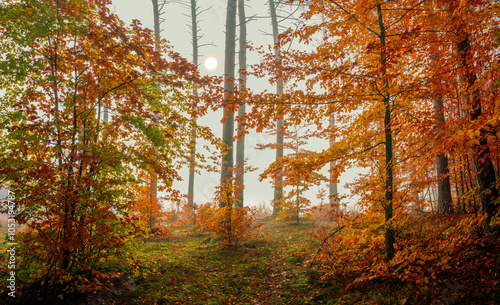 Fototapeta Naklejka Na Ścianę i Meble -  Mglisty, jesienny poranek w lesie na Mazurach.
