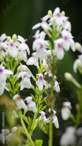 purple and white flowers swaying in the wind