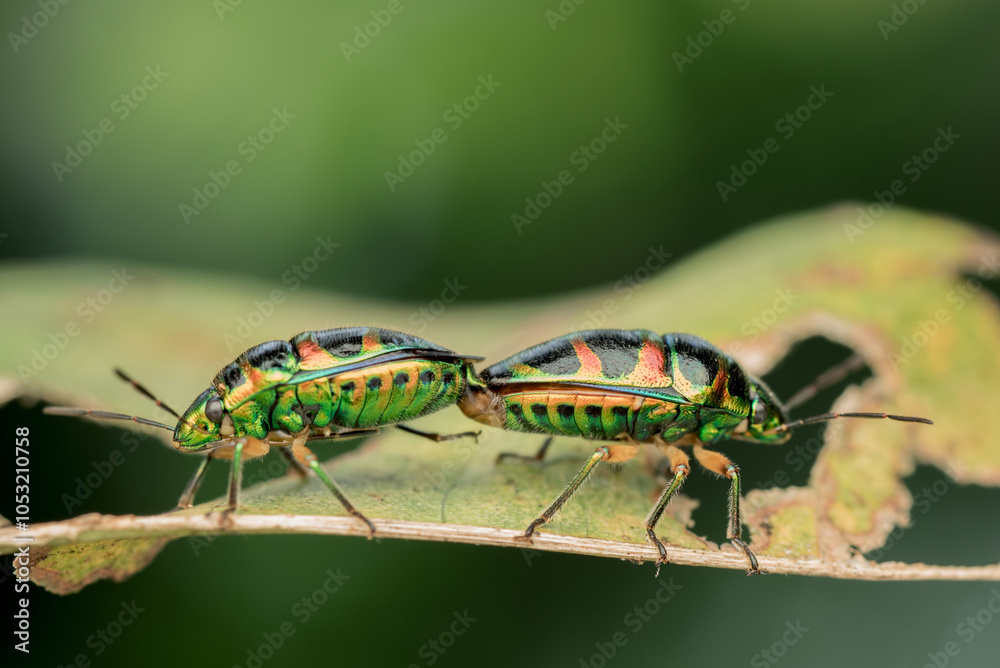 Fototapeta premium Two Metallic Shield Bugs (Scutiphora pedicellata) mating
