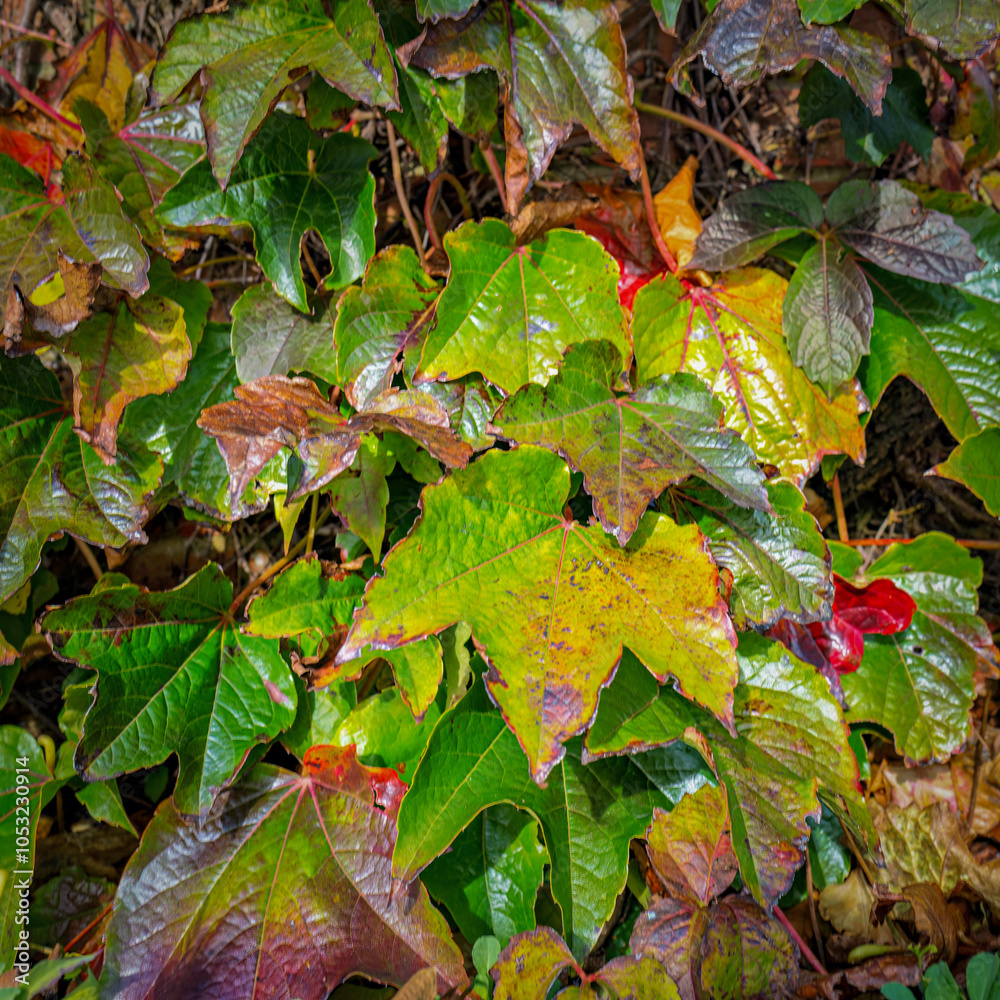 Autumn leaves of Boston ivy on a sunny morning Autumn leaves of Boston ivy on a sunny morning