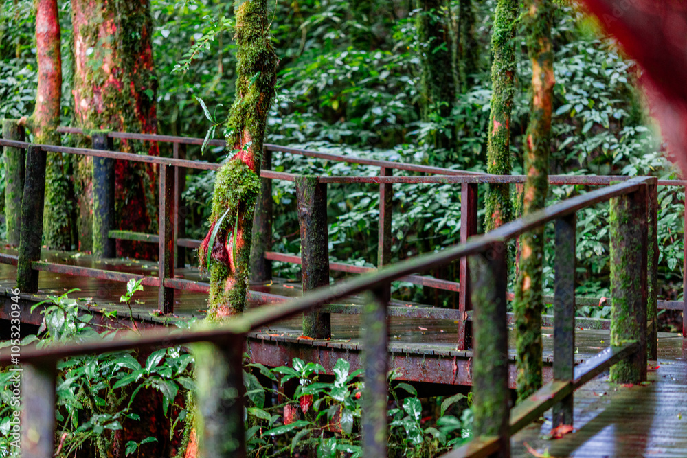 Fototapeta premium The natural background of the mountain atmosphere, green rice fields and many kinds of plants surrounding, rainbow and a walkway to see the completeness of the ecosystem.