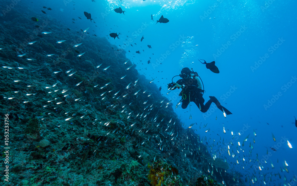 diver exploring coral reef in the clear water of Raja Ampat diver exploring coral reef in the clear water of Raja Ampat