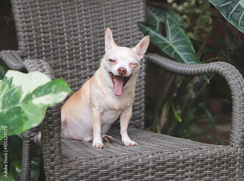 brown short hair Chihuahua dog sitting and yawning on gray rattan chair with houseplant in the garden.
