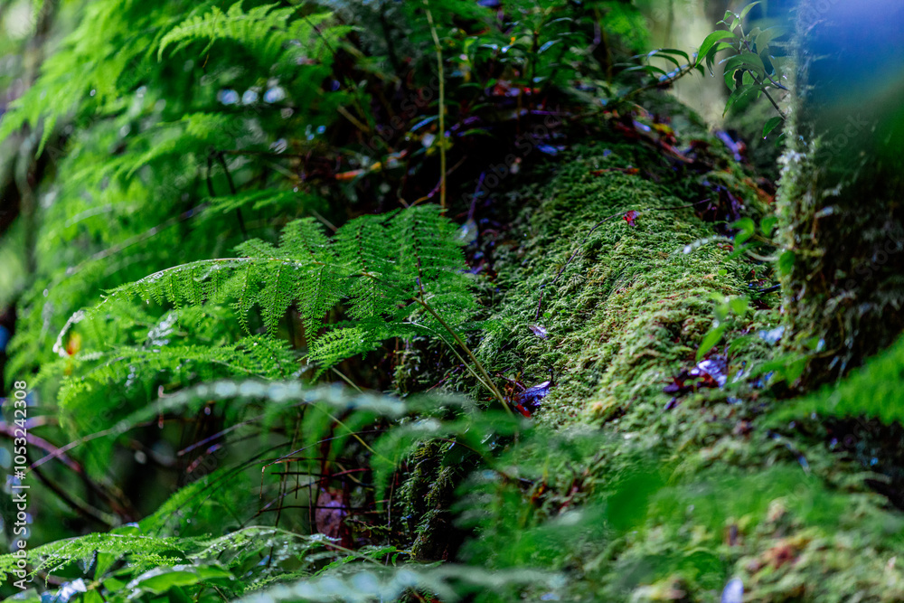 Fototapeta premium natural background of many species of plants that are laid out in the park, for the propagation of the species and to provide shade for those who stop by while traveling to study the ecology.