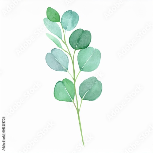 green eucalyptus branch watercolor illustration isolated