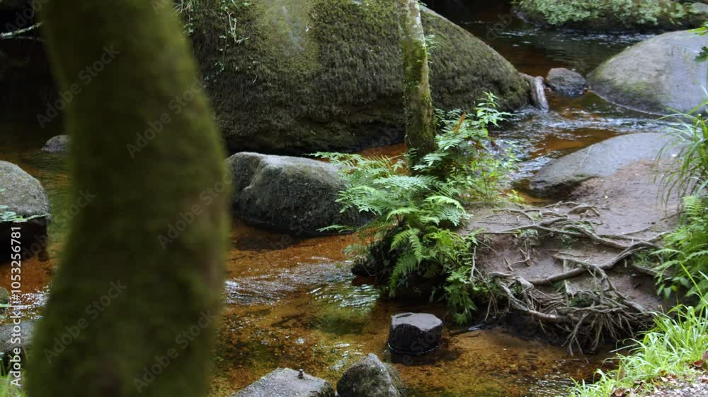 Stream in a heart of dense rain forest