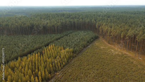 Aerial view of young regrown pine forest