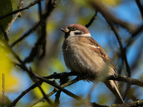 Sparrow in a feeder on a tree