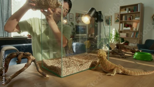 Medium full shot of cheerful Asian girl setting up terrrarium habitat for new exotic pet pogona lizard in living room, pouring in fresh gravel or sand, curious animal sitting on table and watching photo