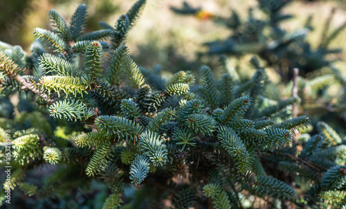 Morning light filters through a thicket of fir branches, showcasing the vibrant green needles with hints of soft sunlight, suggesting the early hours of a day in late spring or early summer