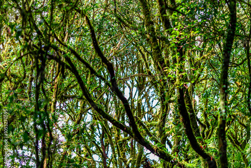 natural background of many species of plants that are laid out in the park, for the propagation of the species and to provide shade for those who stop by while traveling to study the ecology.